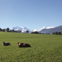 Alpenwei